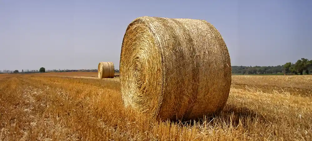 Round bale in the field